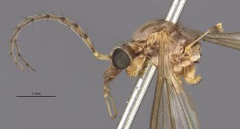 Media type: image;   Entomology 10281 Aspect: habitus lateral view